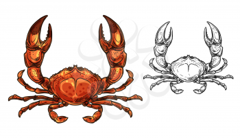 Crab sea animal sketch of seafood and marine crustacean vector design. Red shellfish, ocean crawfish or lobster with raised claws. Wild underwater animal, fishing and delicacy meal themes