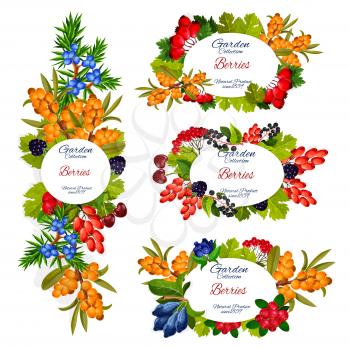 Berries and fruits vector design of wild and garden food. Cherry, blackberry and cranberry, barberry, honeysuckle and hawthorn, juniper, sea buckthorn and hackberry, agriculture harvest themes
