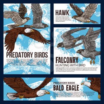 Falconry hunting sport, wild predatory birds hunt sketch posters. Vector eagles, falcons and predatory vultures on sky hunt, bird of prey hawk and bald eagle in traditional falconry hunting