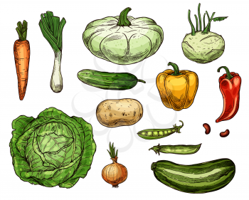 Vegetable sketches, isolated food. Vector farm carrot and green onion, cabbage and potato, pea and red yellow pepper, zucchini and patty pan squash, cucumber and beans, kohlrabi veggies
