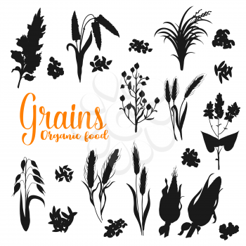 Grains, monochrome cereals. Vector silhouettes of rye and wheat ears, oat and millet, rice and barley, corn cobs and buckwheat. Agriculture harvest and farm plants, seeds