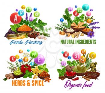Cooking spices, natural herbal seasonings and herbs ingredients. Vector vitamins and minerals in organic garlic, pepper and basil, celery and savory herbs, spinach and arugula culinary condiments