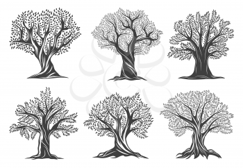Old olive trees with leaves, cracks in bark and brunches on twisted trunk. Mediterranean, Italian or Greek cuisine symbol, organic olive oil farm, agriculture vector emblem or icon