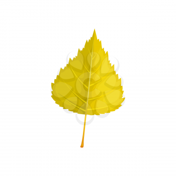 Leaf of autumn tree, fall foliage isolated vector icon. Poplar, birch or elm and linden tree dry green yellow leaves, fall season forest and nature plants