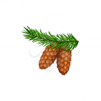 Cones on pine or fir tree branch, forest pinecone isolated vector icon. Christmas winter or Thanksgiving autumn season holiday symbol of cedar, spruce or confer tree cones on green branch