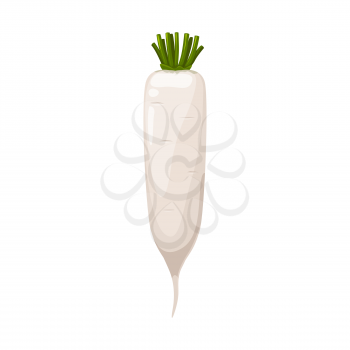 Daikon radish or white carrot vector natural vegetable, healthy food isolated on white background. Cartoon element for design, organic veggies, ripe plant with cut leaves, eco farm production
