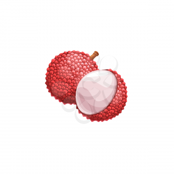 Lychee fruit, exotic litchi vector plant. Isolated peeled and unpeeled tropical lichi with fresh pulp. Lichee tropic juicy fruit on white background, asian sweet dessert