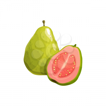 Guava fruit, vector fresh tropical plant. Isolated whole and half natural exotic fruit with pink juicy pulp. Ripe healthy organic product, cartoon element for design on white background