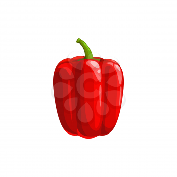 Sweet bulgarian pepper isolated veggie realistic design. Vector edible bellpepper, raw organic natural capsicum bell pepper. Ripe vegetable, vegetarian food, red tasty bellpepper 3D icon
