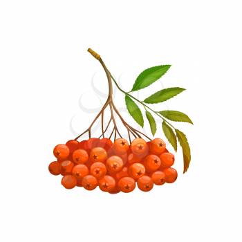 Rowan berry fruits or berries bunch isolated realistic icon. Vector organic food from farm garden and wild forest, rowan berries ripe harvest. Jam or juice package, natural organic food ingredient