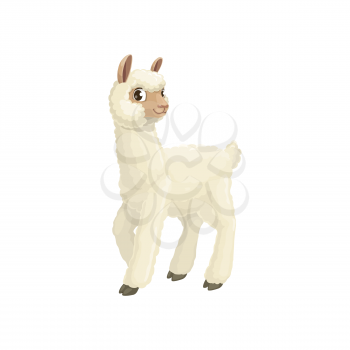 Lama camelid mammal with white wool, cute farm llama animal isolated flat cartoon icon. Vector alpaca, guanaco llama with furry face and ears, long neck and legs. Vicuna animal mountain lama