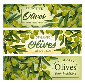 Olive tree branches with green fruits and leaves vector banners. Mediterranean olive food products, Italian and Greek oil, vegetarian cooking and natural cosmetics ingredient, packaging label design