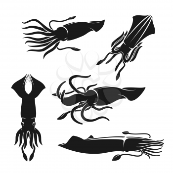 Squid sea animal or mollusk black silhouettes of seafood vector design. Ocean shellfish with waving tentacles, sea food and fish market, marine wildlife and aquarium themes