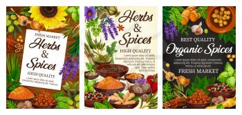 Cooking spices, natural herbal seasonings and herbs flavorings, farm market posters. Vector garlic, pepper and basil herbs, spinach and arugula culinary condiments, olives and lavender