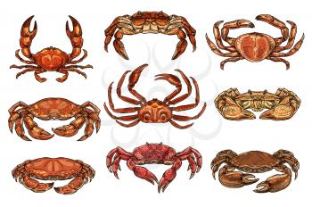 Crab and lobsters seafood isolated sketches. Vector marine crustacean hermit, hairy and king, opilio and spiny crabs. Underwater animal, zoology and lobster
