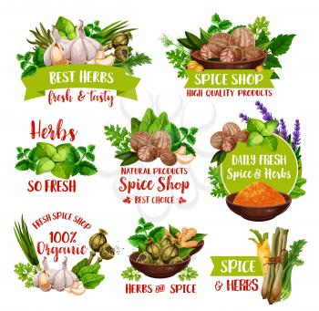 Spices and seasonings, farm herbs and condiments. Vector nutmeg, garlic and basil, organic celery and horseradish, garden turmeric, rosemary or savory and peppermint or parsley
