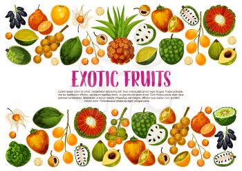 Exotic fruits harvest, tropical farm agriculture pandan, juicy citrus bergamot and tangerine. Vector tropic sousop, physalis and organic longkong, pu hala and bam-balan, cherimoya and jambolan fruits