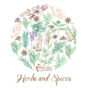 Herbs and spices, sketch seasonings and cooking condiments. Vector organic cinnamon and vanilla flavoring, culinary peppermint and anise, farm basil and sage herbs, savory or rosemary spice and cloves