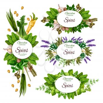 Farm herbs and garden organic spices, seasonings market posters. Vector garlic, celery and savory cooking condiments, culinary flavoring lavender, lemongrass spice and poppy seeds, basil and sage herb