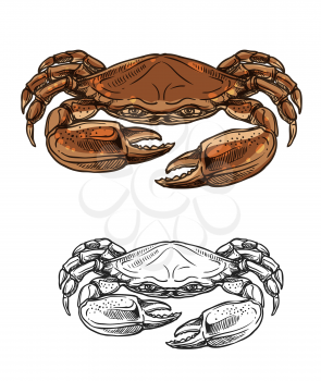 Crab sketch of vector sea animal and seafood. Red shellfish with brown claws and pincers. Marine invertebrate crustacean of fishing sport, fishery, underwater wildlife and fish restaurant design