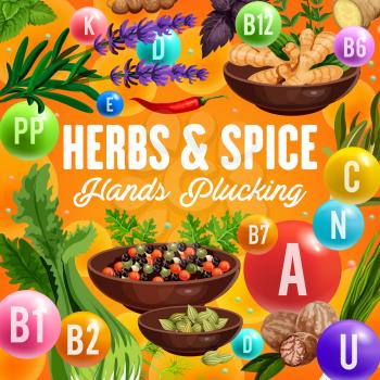 Green herbs and spices with vitamin and mineral, vector vegetable seasonings, healthy nutrition design. Pepper, ginger and basil, chilli pepper, nutmeg and parsley, bay leaves, cardamom and celery