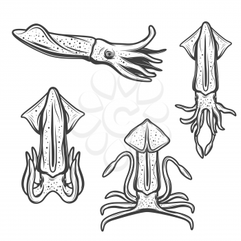 Squid isolated cartoon mollusk. Vector marine underwater animal with tentacles, sea fishing or ocean catch