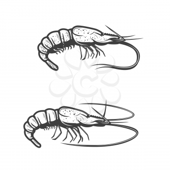 Shrimp or prawn isolated sketch icons. Vector isolated monochrome underwater crayfish or crawfish animal, sea fishing or ocean fisher catch