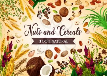 Nut, bean and cereal natural food. Vector coconut, hazelnut and walnut, corns and ears of wheat. Barley and sunflower seeds, pistachio and almond, rice and buckwheat. Beans and peanuts, raw grains