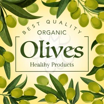 Organic green olives, premium quality food products and olive oil poster. Vector green olives harvest, extra virgin oil or marinated pickles package, healthy food