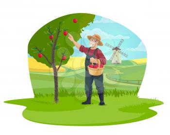 Farmer harvesting apples in farm garden, agriculture and farming vector design. Gardener picking fruits in basket isolated cartoon icon with farm fields, orchard tree and windmill