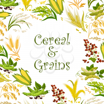Cereal seeds and bean grains vector frame with rice, wheat and buckwheat, corn, millet and oat, soy, barley and lentil, maize, pea and rye, sorghum and flageolet plants. Vegetable protein food design