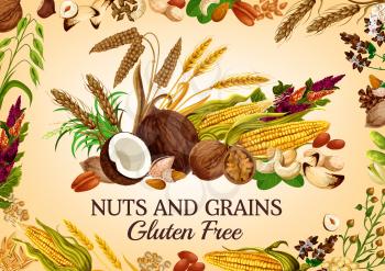 Nuts and cereal grains, natural organic gluten free food nutrition. Vector healthy vegan raw superfood corn, oatmeal, wheat and rye or buckwheat grain, coconut, hazelnut or walnut and almond