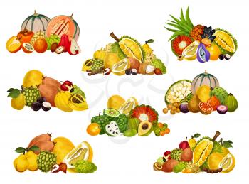 Cantaloupe, apple cashew and persimmon, pomelo, quince and soursop, jackfruit, bergamot and cherimoya, pu hala, granadilla and tamarind fruit bunches. Exotic fruit and berry vector objects. Food design