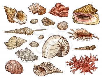 Seashell and coral sketches with vector sea beach shells of marine snail, clam and conch, mollusk, shellfish, scallop and cockleshell, tiger nautilus and knobbed whelk. Tropical ocean animal design