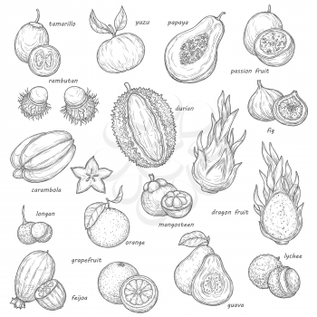 Exotic fruit and berry sketches. Vector tropical orange, papaya and fig, carambola, feijoa and lychee, grapefruit, passion and dragon fruits, guava, longan and rambutan, durian, mangosteen and yuzu
