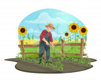 Farmer hoeing and weeding soil with garden draw hoe in vegetable garden of farm vector design. Bearded man with hat, overalls and boots planting tomatoes icon with farm field, sunflowers and fence