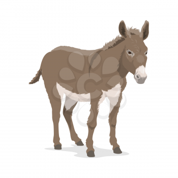 Donkey or mule, farm animal of horse family vector design. Ass or burro mammal with grey fur and mane, white muzzle and belly, livestock and cattle farming, zoo mascot and wildlife themes