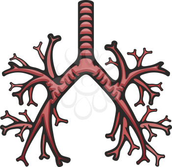 Human lungs internal structure vector. Pulmonary trachea and bronchi icon, body organs anatomy