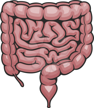 Human intestines, digestive system vector. Cross gut, small intestine and rectum isolated
