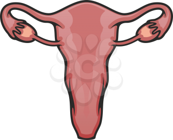 Reproductive system organ icon. Vector female uterus and ovaries, internal body anatomy