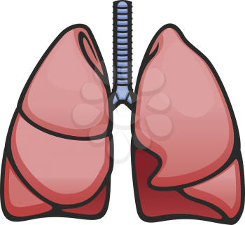 Human lungs and trachea anatomy vector isolated icon. Structure of healthy respiratory system