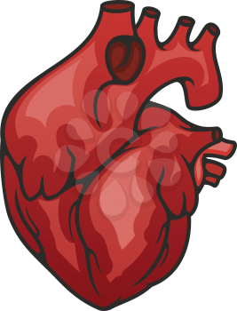 Human heart hollow muscular organ that pumps blood. Vector circulatory systemisolated icon
