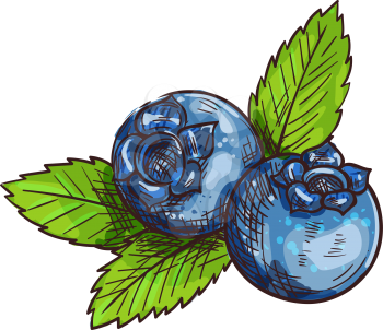 Huckleberry bilberry blueberry whortleberry isolated sketch. Vector blue berris with leaf, food dessert