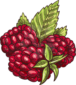 Raspberries and green leaves isolated sketch. Vector red berry dewberry or brambleberry