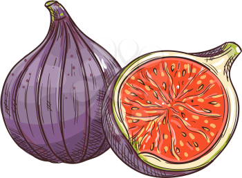 Common fig fruit isolated sketch. Vector tropical common fig whole and half