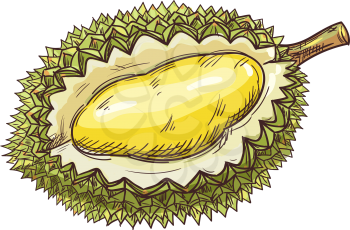 Durian tropical fruit isolated sketch. Vector exotic dessert, tasty pulp with yellow flesh