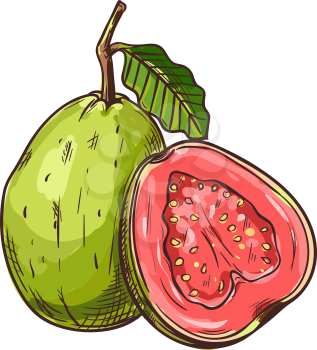Tropical fruit guava whole, half isolated sketch. Vector edible tropical fruit, exotic food dessert