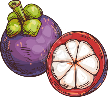Mangosteen fruit isolated sketch. Vector exotic tropical purple mangosteen whole and peeled