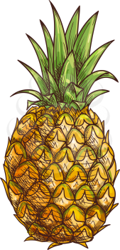 Exotic pineapple isolated tropical whole fruit sketch. Vector ananas with green leaves, vegetarian food dessert