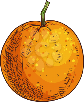 Mandarin or clementine isolated sketch. Vector whole tangerine citrus fruit, exotic tropical food